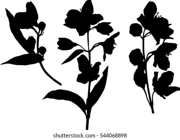 illustration with jasmin flowers silhouettes on white background