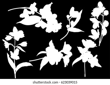 illustration with jasmin flowers silhouettes on black background