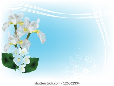 ilustración con jasmin y flores iris sobre fondo azul