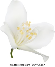 ilustración con una sola flor jasmin aislada en fondo blanco