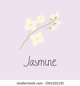 Illustration of a jasmine branch with flowers. And the inscription Jasmine. Flat vector illustration. Isolated on white.