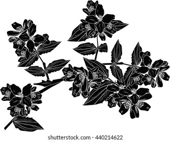 illustration with jasmine flower branch isolated on white background