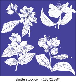 ilustración con ramas de flores jazmín aisladas en fondo azul