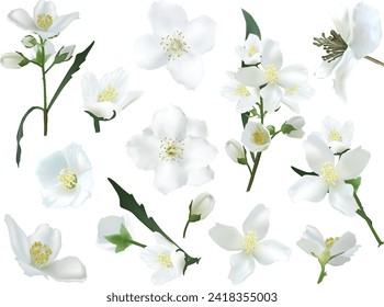 illustration with jasmine flower branches isolated on white background