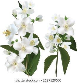 illustration with jasmine flower branches isolated on white background