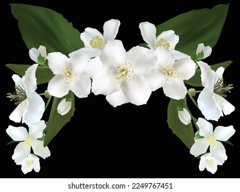 illustration with jasmine flower half frame isolated on black background