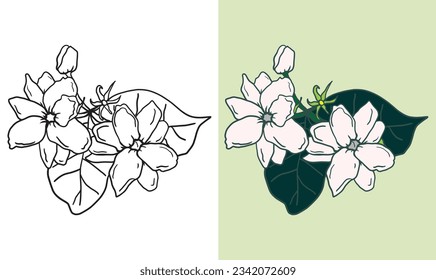 Illustration of Jasmine flower. Jasmine icon set. Editable vector files for all your graphic needs