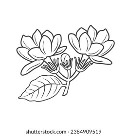 illustration of jasmine, flower, vector art.