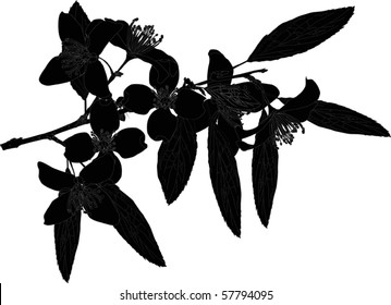 illustration with jasmine flowers silhouette on white background