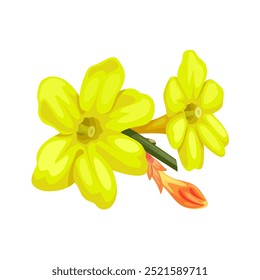 Illustration of Jasminum nudiflorum flower, better known as winter jasmine, isolated on white background.