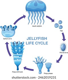 Illustration of jellyfish developmental stages