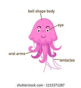 Illustration of jellyfish vocabulary part of body.vector