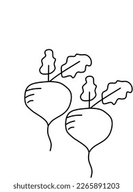 Illustration of jicama fruit. line sketch of jicama fruit.isolated white color
