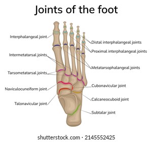 Illustration of the joints of the foot. The bones of the foot are depicted and the joints between them are schematically shown.