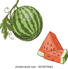 illustration of juicy water melon kept on white isolated background