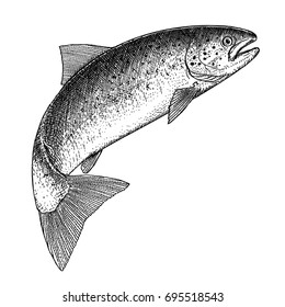 Atlantic salmon svg