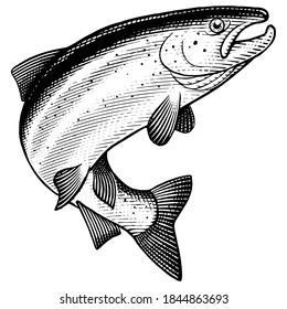 Illustration of a jumping Atlantic Salmon in a vintage style.