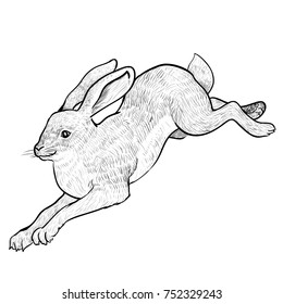 Illustration Jumping Hare Isolated on white background. Black and White simple line Vector Illustration for Coloring Book - Line Drawn Vector Illustration.