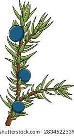 Illustration of juniper berries and leaves. The juniper leaves features unique needle-like leaves. Its berries is not true berries, but modified seed cones with fleshy, soft scales