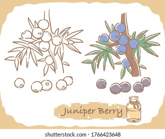 Illustration of juniper berry and aromatherapy bottle. Vector illustration.