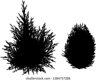 illustration with juniper silhouettes isolated on white background