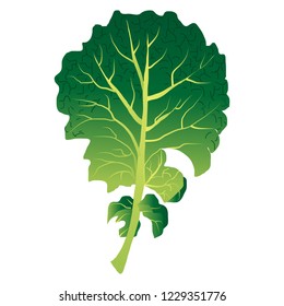 Illustration of the kale