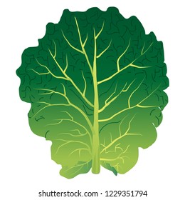 Illustration of the kale