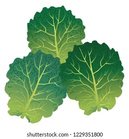 Illustration of the kale