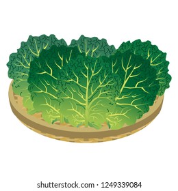 Illustration of the kale
