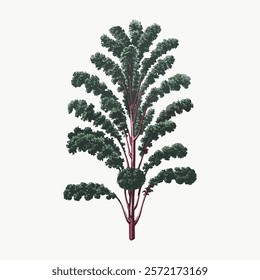 Illustration of kale with curly leaves. Kale plant with green, curly leaves. Detailed kale drawing, showcasing curly leaf texture. Vintage plant vector element. Isolated illustration.