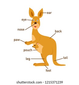 Illustration of kangaroo vocabulary part of body.vector