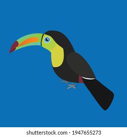 
An illustration of a Keel billed . The single bird is placed on a blue background.
