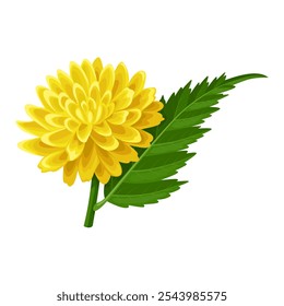 Illustration of kerria japonica or Japanese kerria, isolated on white background.