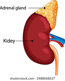 Illustration of kidney and adrenal gland anatomy