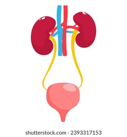 Illustration des Anatomie-Diagramms für Nieren und Blase. Vektorgrafik des Urinsystems auf weißem Hintergrund