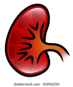 Illustration of a kidney. Eps 10 Vector.