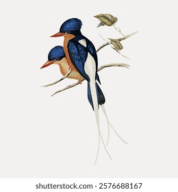 Illustration of kingfishers perched on a branch. The kingfishers display vivid blue and orange plumage. Nature and bird lovers will enjoy this kingfisher art. Vintage animal illustration, vector.