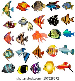  illustration kit fish is insulated on white background