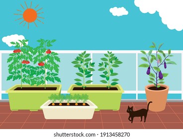 Illustration of a kitchen garden on the balcony.