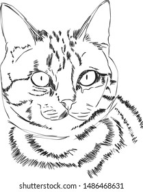 Illustration of kitty on white background. Element for your design, print, sticker. White cat in simple sketch style. Lineart.