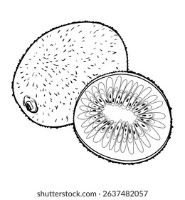 Illustration of kiwi, whole and half, outline vector illustration isolated on white background, eps10
