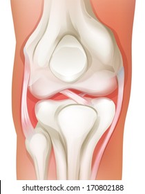 Illustration of the knee joint of human on a white background