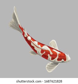 illustration of koi carp, coloring page