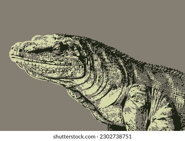 Illustration of a Komodo dragon