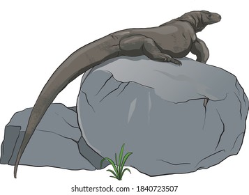Illustration of Komodo dragon in the Komodo National Park,Indonesia - vector