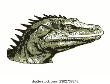 Illustration of a Komodo dragon's head, white background 