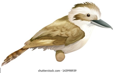 Illustration Of A Kookaburra