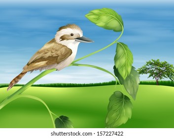 Illustration of a kookaburra