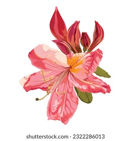 Illustration of korean azalea rhododendron isolated. Botanical drawing in pink colors. Floral sketch of plant from kind of rhododendron. Oleandr usable as design element.