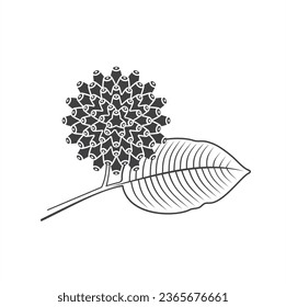 Illustration von Kratom Frucht, Vektorkunst.